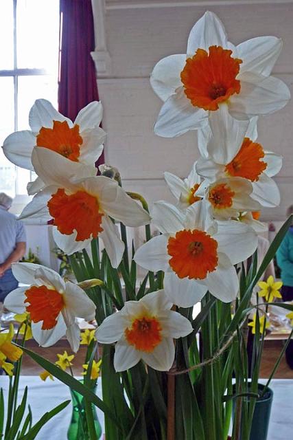 26. Stunning narcissi.jpg